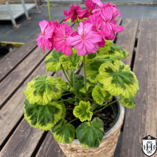 Pelargonium 'Warrion' - Pelargoon 'Warrion' P9/0,55L